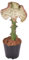 Trendyplants special - Euphorbia lactea Cristata rot - Kaktus - Höhe 25-45 cm - Topfgröße Ø12cm
