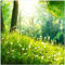 Wallario Glasbild Pusteblumen im Wald mit einfallenden Sonnenstrahlen - 55 x 55 cm Wandbilder Glas in Premium-Qualität: Brillante Farben, freischwebende Optik