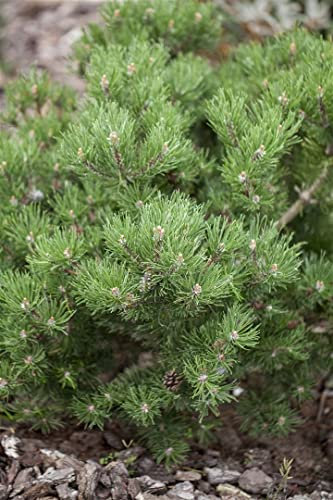 Pinus mugo 'Laurin' 15-20 cm - Bergkiefer, kompakter Wuchs, ideal für Steingärten und Kübel, winterhart und pflegeleicht