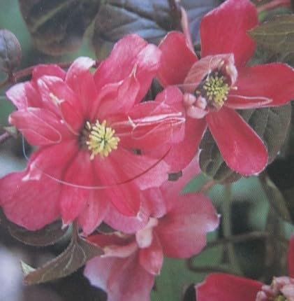 Clematis montana Dusky Star - Waldrebe Dusky Star