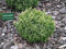 Gelbgrüne Zwerg-Mooszypresse Plumosa Compressa - Chamaecyparis pisifera - 15-20cm