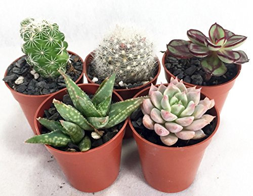 Instant Cactus/Suculentas Colección – 5 Macetas de plantas – 1.75 