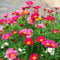 Painted Daisy Mix Robinson's Giant 180 Seeds + Plant tag + Freebie - Chrysanthemum Coccineum