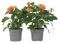 Plant in a Box - Crossandra infundibuliformis Fortuna - Set de 2 - Plante verte interieur vivante fleurie - Purification de l'air - Pot 13cm - Hauteur 20-30cm