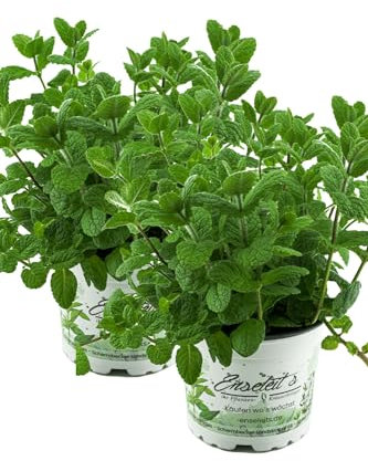 2er Set Apfel Minze,frische Apfelminze,Mentha suaveolens