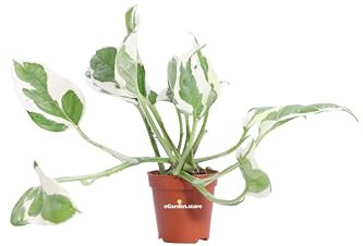 Pianta di Pothos Pianta di Scindapsus pianta da interno pianta ornamentale di Pohos pianta decorativa di Scindapsus pianta di Pothos vera venduta da eGarden.store (Njoy v.5 cm)
