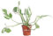 Pianta di Pothos Pianta di Scindapsus pianta da interno pianta ornamentale di Pohos pianta decorativa di Scindapsus pianta di Pothos vera venduta da eGarden.store (Njoy v.5 cm)