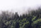 A.S. Création Papier peint forêt brumeuse - Papier peint forêt arbre nature paysage vert blanc - 366 x 254 cm XXL papier peint mural