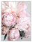 ABCWARRT Rose Pivoine Fleurs Peintures Affiches Nordique Décor à La Maison Mur Art Toile Affiches Et Impressions Salon Décor à La Maison Toile Mur Art (50 * 70cm sans Cadre,2)