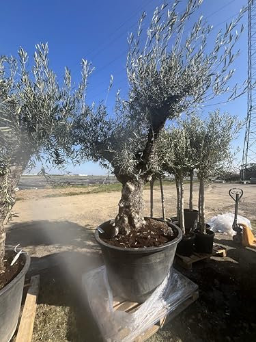 Generisch Olivenbaum - Olea Europea - Winterharter Olivenbaum-Bonsai 250-300 cm - 100 Jahre alter Olivenbaum - Fruchttragend