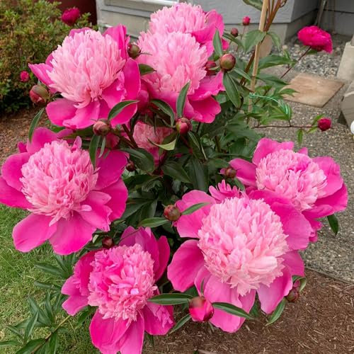 5 pz Bulbi di peonie resistenti, bulbi di peonie Vere piante d'appartamento, aiuole rialzate per il giardino peonia (Paeonia suffruticosa) decorazione della stanza, pianta rara Fiori