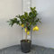 SAVINI VIVAI Pianta di Limone Albero Agrumi Lunario Limone ad Alberello in Vaso da 20 cm altezza 70 cm 2-3 Anni di innesto Made Italy