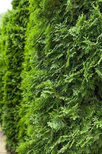 Thuja occidentalis 'Columna' 100–125 cm – Winterhart, Immergrün, Pflegeleicht – Lebensbaum – Heckenpflanze für Garten & Sichtschutz