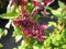 Clematis viticella Purpurea plena Elegans (60-100 cm) - Waldrebe/Klematis