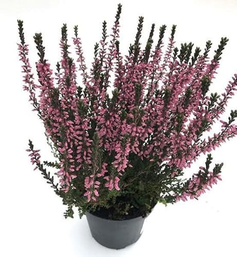 Brezo o Brecina Natural Planta de Hojas y Flores Pequeñas