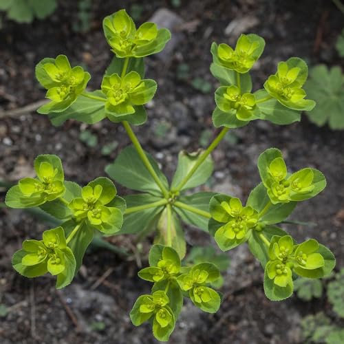 50 pcs wolfsmilch kaktus samen - Euphorbia pekinensis - echte pflanzen, bonsai samen wolfsmilch pflanze zimmerpflanzen samen, kräuterbeet biosaatgut, pflanzen winterhart balkon beet,