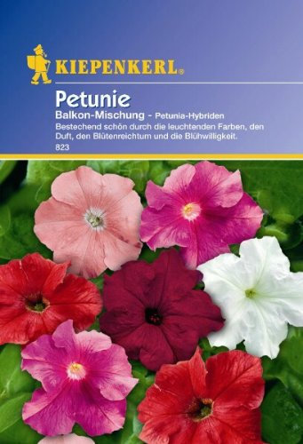 Petunia grandiflora Petunien Balkon-Mischung