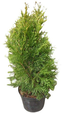 5000+ Samen Thuja -Abendländischer Lebensbaum- Lat : Thuja occidentalis
