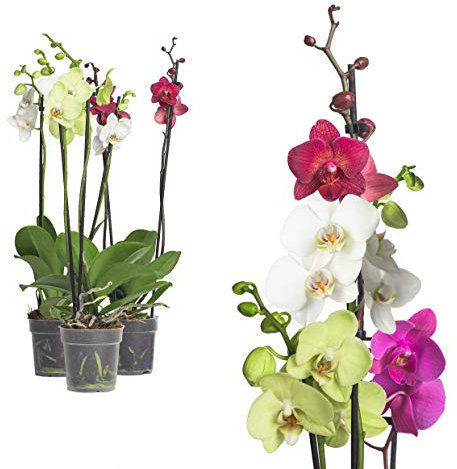 3x echte Phalaenopsis Orchideen 2 Triebe - 50 bis 70cm groß - Schmetterlingsorchidee wunderschöne blühende Tischpflanzen Blumen Geschenkset Naturprodukt