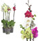 3x echte Phalaenopsis Orchideen 2 Triebe - 50 bis 70cm groß - Schmetterlingsorchidee wunderschöne blühende Tischpflanzen Blumen Geschenkset Naturprodukt