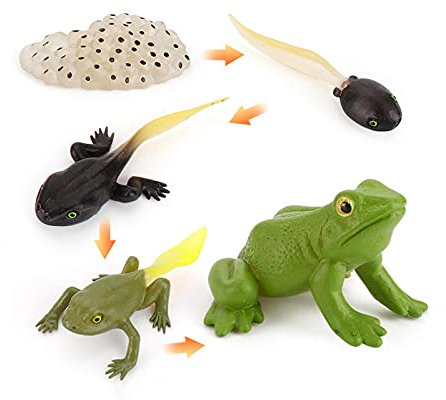 Tier-Lebenszyklus-Spielzeug-Set, Frosch Lebenszyklus-Set, Waldtierfiguren, Lernwerkzeug, Figuren, Spielzeug-Set für Kindergarten, frühkindliche Bildung, Größe: Frosch