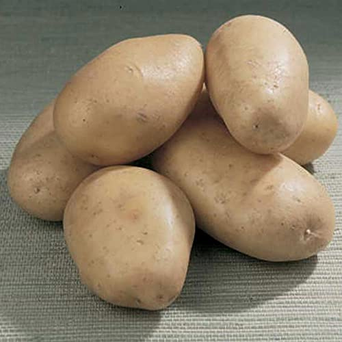 Patate da seme varietà Bintje a polpa farinosa in vendita sfuse (5 kg)