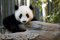 adrium Acryl-Bild 110 x 70 cm: Ein süßer junger Pandabär, der direkt in die Kamera schaut. (8536353)