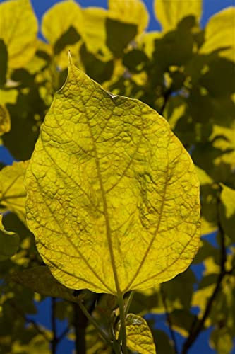 Catalpa bignonioides 'Aurea' 125 cm Stammhöhe - Gold-Trompetenbaum, gelbes Laub, ideal als Solitärbaum, pflegeleicht, bienenfreundlich