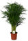 Goldfruchtpalme, Areca Palme, (Areca Chrysalidocarpus) Zimmerpalme, Zimmerpflanze, (ca. 110cm hoch, im 21cm Topf)