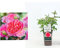 Rare David Austin Boscobel Rose - English Garden Rose Bush PRUNED in 3ltf Pot