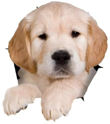 Autoaufkleber Golden Retriever 15cm (5.9 Inch) Reflektierende 3D Zerrissen Aufkleber Hund Personalisieren Lustig Dekor PVC Wasserdicht