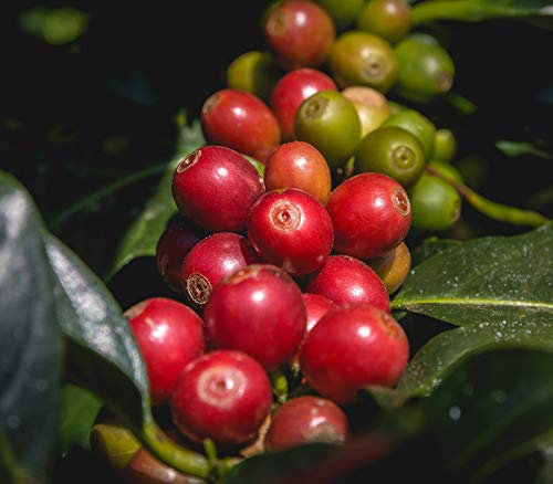 Genipap 25 piezas Coffea Canephora Robusta Semillas de plantas de café