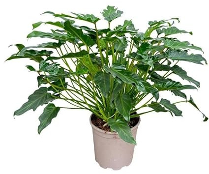 Philodendron Xanadu – 60cm – Kompakte Zimmerpflanze mit gefiedertem Blattwerk – Tropisches Grün für Wohn- & Büroräume – Pflegeleicht & dekorativ