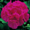 Plant World Seeds - Geranium 'Maverick Violet' Seeds (Annual Flower Seeds)