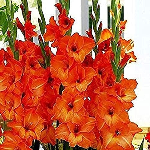 10 Stücke Orange Gladiole Zwiebeln Im Freien Garten Patio Pflanzen Schöne Blumen Im Sommer Licht Aroma Ausgezeichnete Blumenarrangement