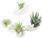 ourhommie Air Plant Holder Cute Ceramic Airplants Tillandsia Succulent Display Container Pot Home Decor for Desk Table Shelf (4pcs)