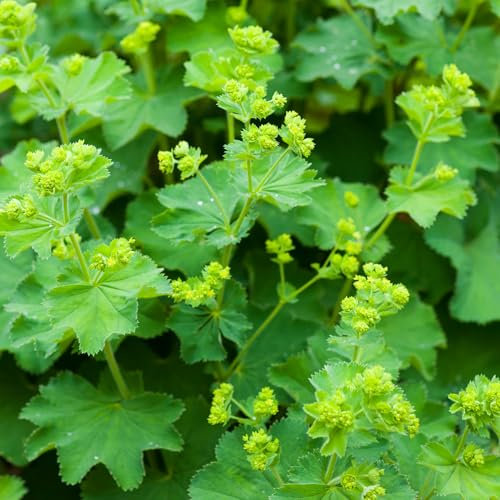 Alchemilla Mollis - Hardy Perennial Plant - Lady’s Mantle for Borders & Ground Cover - Outdoor Garden Ready Plants - Ideal for Rockeries & Cottage Gardens (9 cm Pot, 10-20 cm)