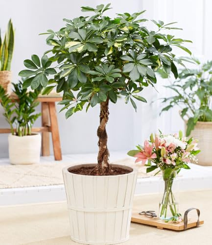BALDUR Garten 1x Schefflera Gold Capella 'geflochtener Stamm' | ca. 70 cm hoch, dekorativer geflochtener Stamm, glänzende zweifarbige Blätter, pflegeleichte Zimmerpflanze