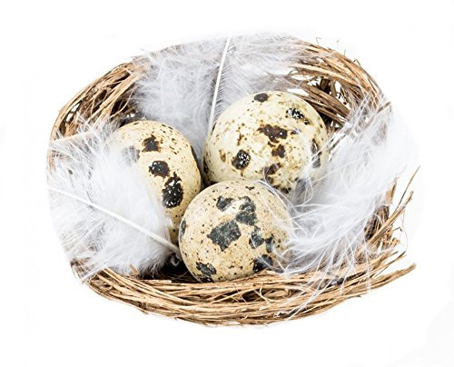 NaDeco Wachteleier im Nest 1 Box mit 12 Nestern Wachtelei Dekoeier Osternest Osterdeko Ostereier