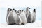 Postereck - 3160 - Pinguine, Antarktis Polar Tier Winter Schnee - Wandposter Fotoposter Bilder Wandbild Wandbilder - Poster - 4:3-81,0 cm x 61,0 cm
