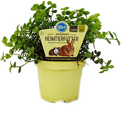 Plante alimentaire pour animaux de compagnie - Callisia repens - Nourriture vitale pour lapins, oiseaux d'ornement, reptiles, hamsters et cobayes