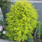 200 pcs Liguster Heckenpflanzen Samen gartenpflanzen winterhart mehrjährig, winterharte stauden für pralle sonne Ligustrum lucidum grünpflanzen zimmerpflanzen schnellwachsende sträucher