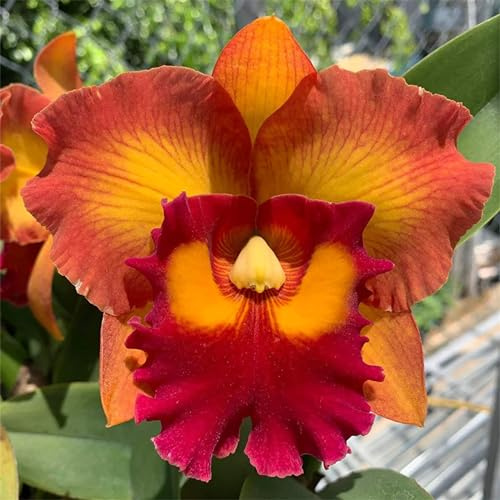 Cymbidium Rizomas, Orquídeas Colibrí, Rizomas de calidad, Rizomas resistentes al invierno, rizomas de orquídea Cymbidium, 5 cebollas-D