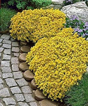 vegherb Sedum Acre spurium 100 graines