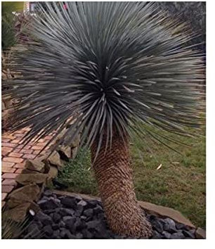 Stk - 10x Yucca rostrata Blaue Yucca Garten Pflanzen - Samen ID977 - Seeds & Plants Shop by Ipsa