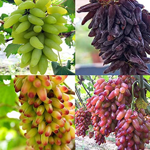 Haloppe 100 Unids Semillas de Fruta de Uva para la Plantación de Jardín en el Hogar, Semillas de Uva de Color Mezclado Planta de Fruta Deliciosa Decoración de Balcón de Techo de Jardín Semillas