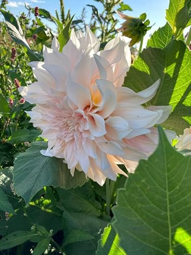 3 x Creamy Pink Dahlias 'Cafe au Lait' (Tubers to Plant Yourself) Free UK Postage