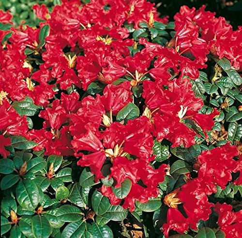Zwerg Rhododendron Scarlet Wonder 25-30cm - Rhododendron repens - Zwerg Alpenrose - lebende Gartenpflanze aus den Baumschulen