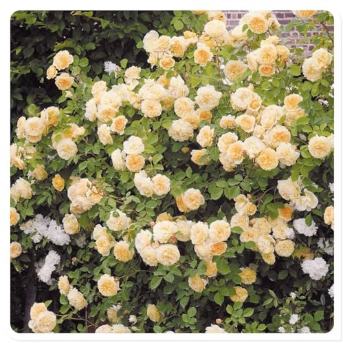 Rosen Pflanzen Rosen pflanzen winterhart Rosenpflanzen In Angebot Rosen Pflanzen Winterhart Rosenpflanze Rosenzwiebel Pflanzen