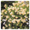 Rosen Pflanzen Rosen pflanzen winterhart Rosenpflanzen In Angebot Rosen Pflanzen Winterhart Rosenpflanze Rosenzwiebel Pflanzen